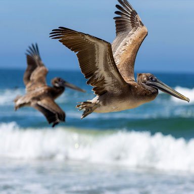 brown-pelican