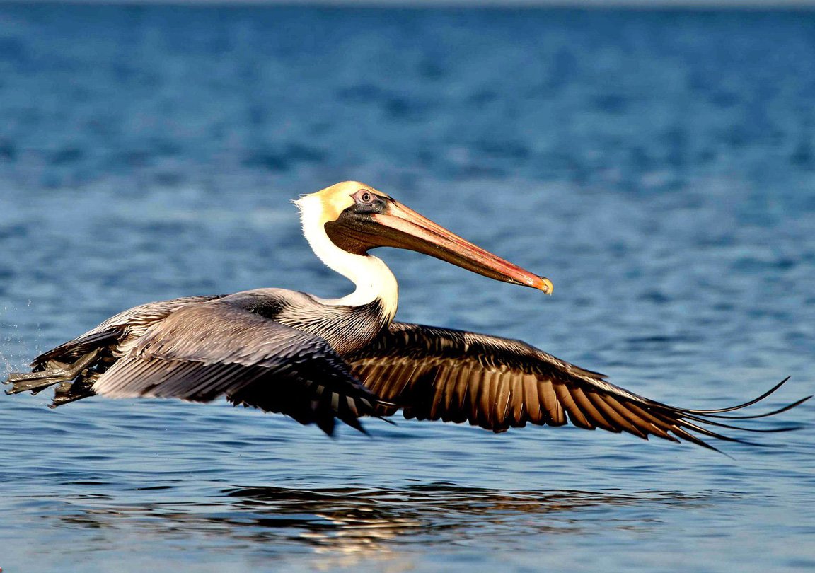brown-pelican